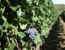 Die Weinlese ist vorbei – mit besten Werten!!!!! :-)
