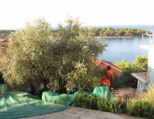 Olive harvest in Karbuni!